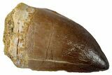 Large, Fossil Mosasaur (Prognathodon) Tooth - Morocco #262805-1